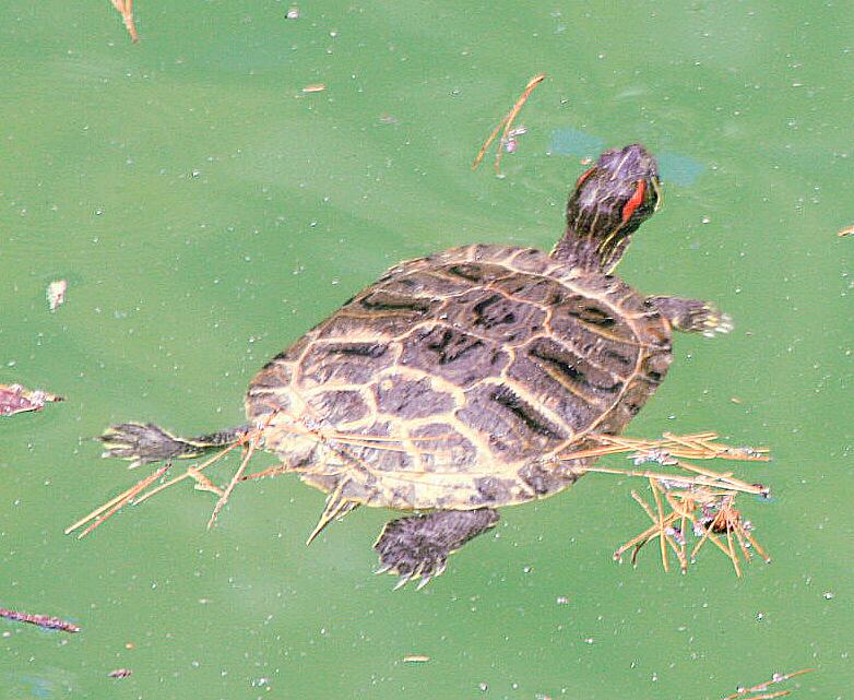 Foto de Cambrils (Tarragona), España
