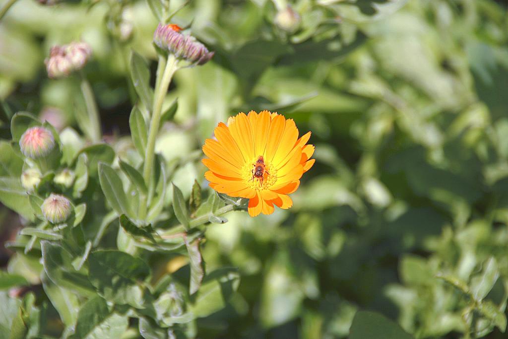 Foto de Naval (Huesca), España
