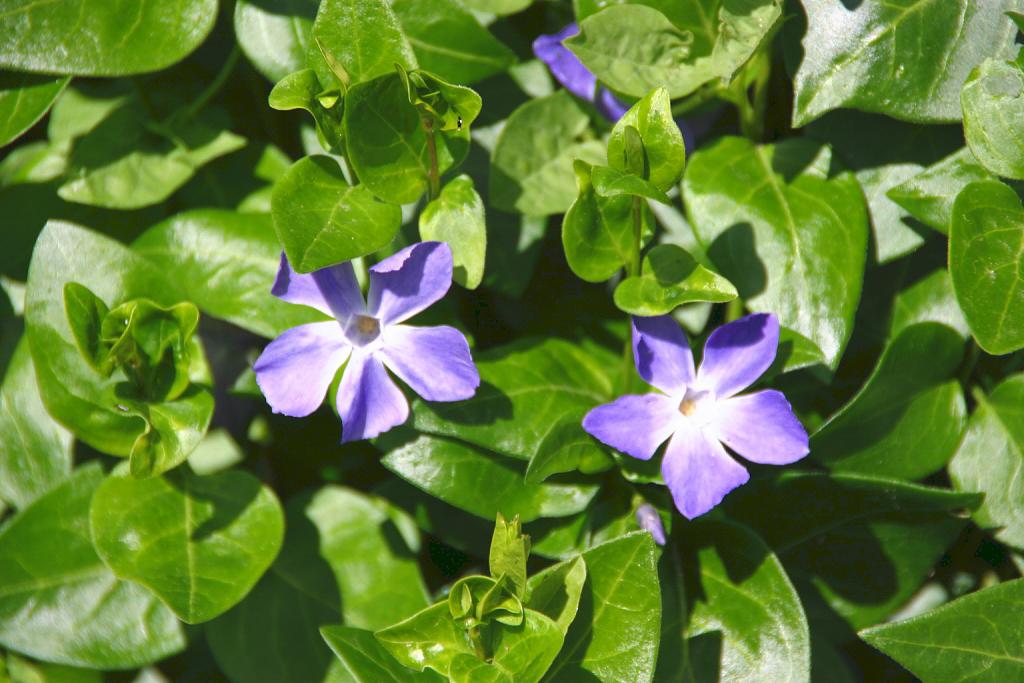 Foto de Naval (Huesca), España