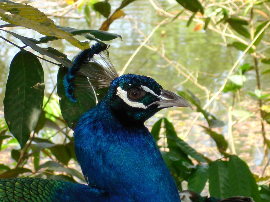 Foto de Mayaguez, Puerto Rico