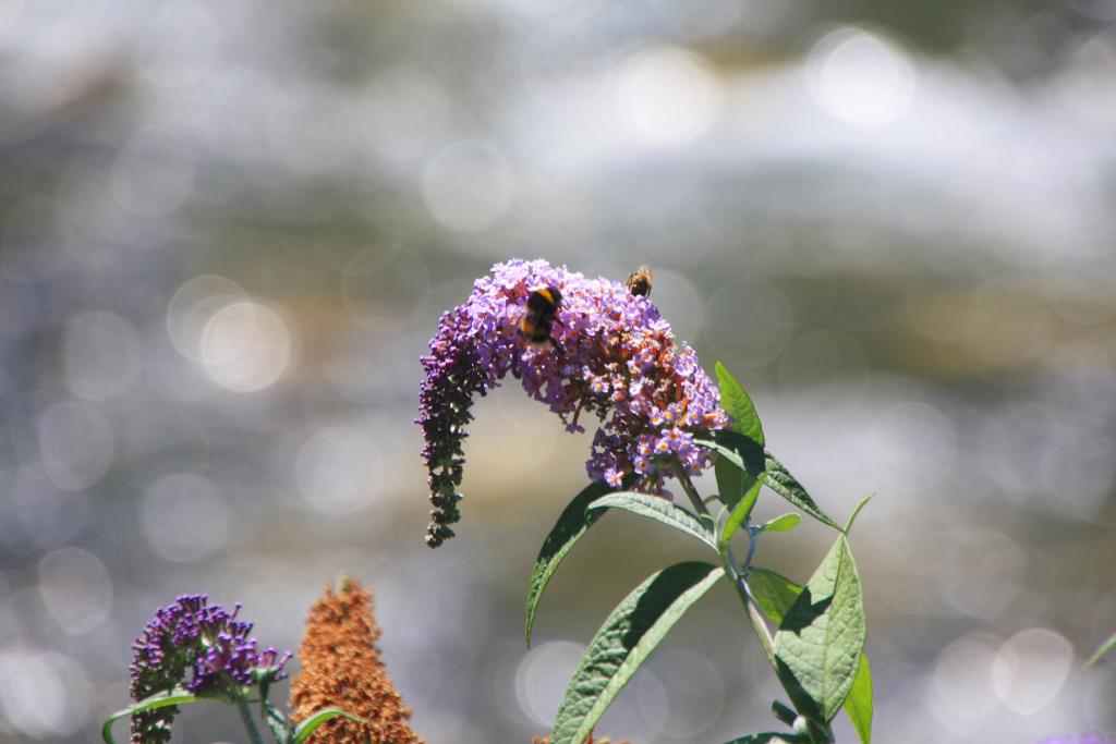 Foto de Les (Lleida), España