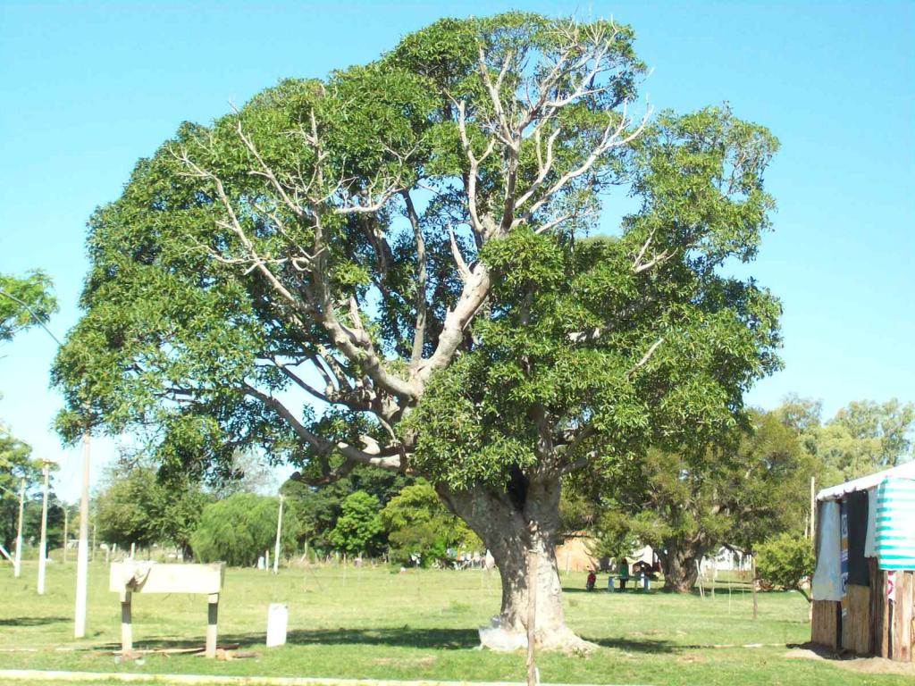 Foto de Belén (Salto), Uruguay