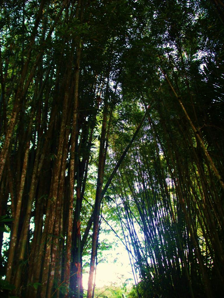 Foto de Luquillo, Puerto Rico