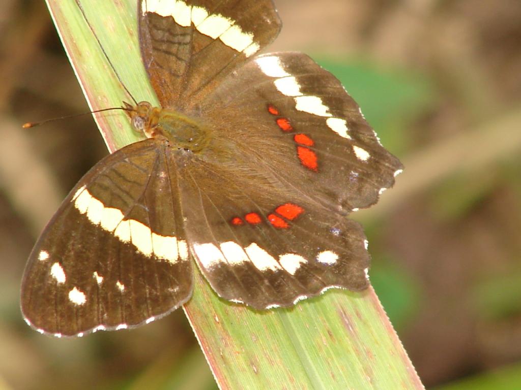Foto de Jaco (Puntarenas), Costa Rica