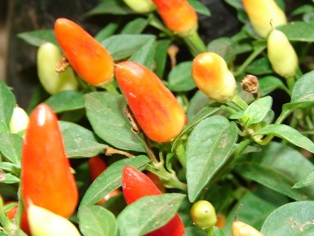 Foto de Puntarenas, Costa Rica