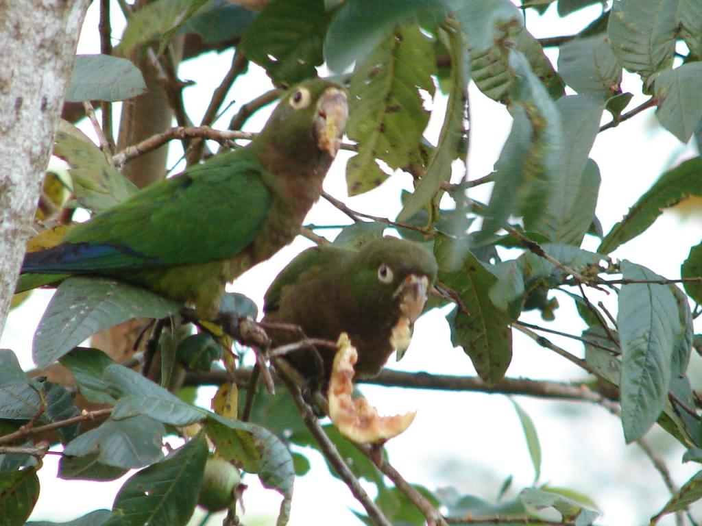 Foto de San Carlos (Alajuela), Costa Rica