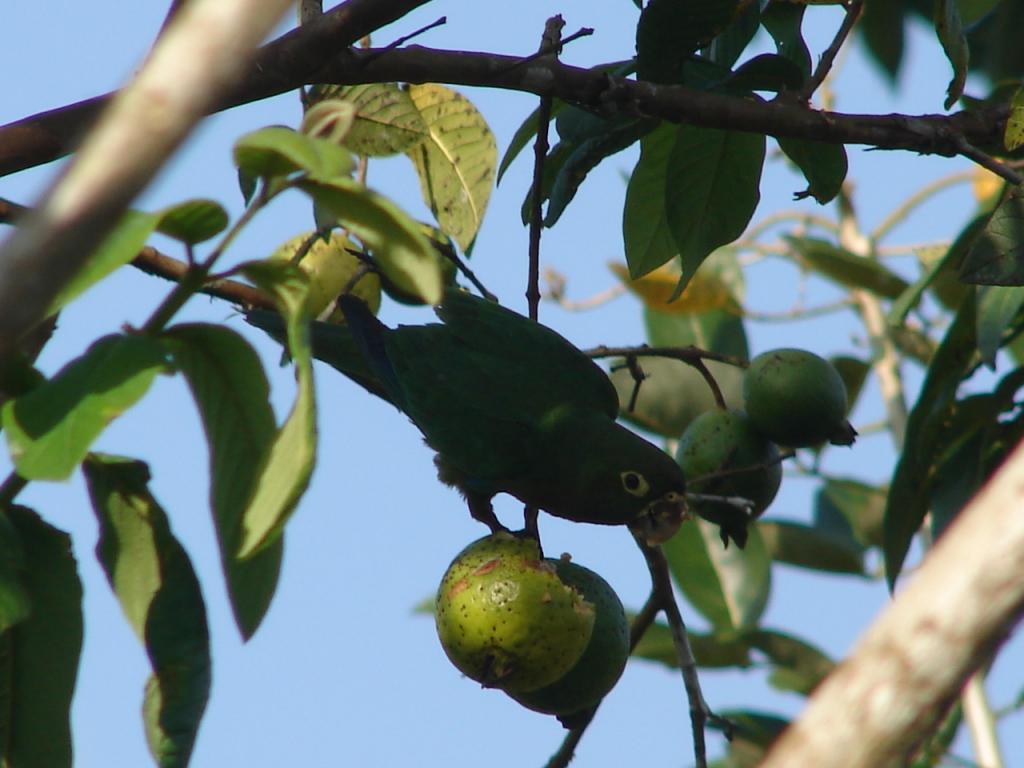 Foto de San Carlos (Alajuela), Costa Rica