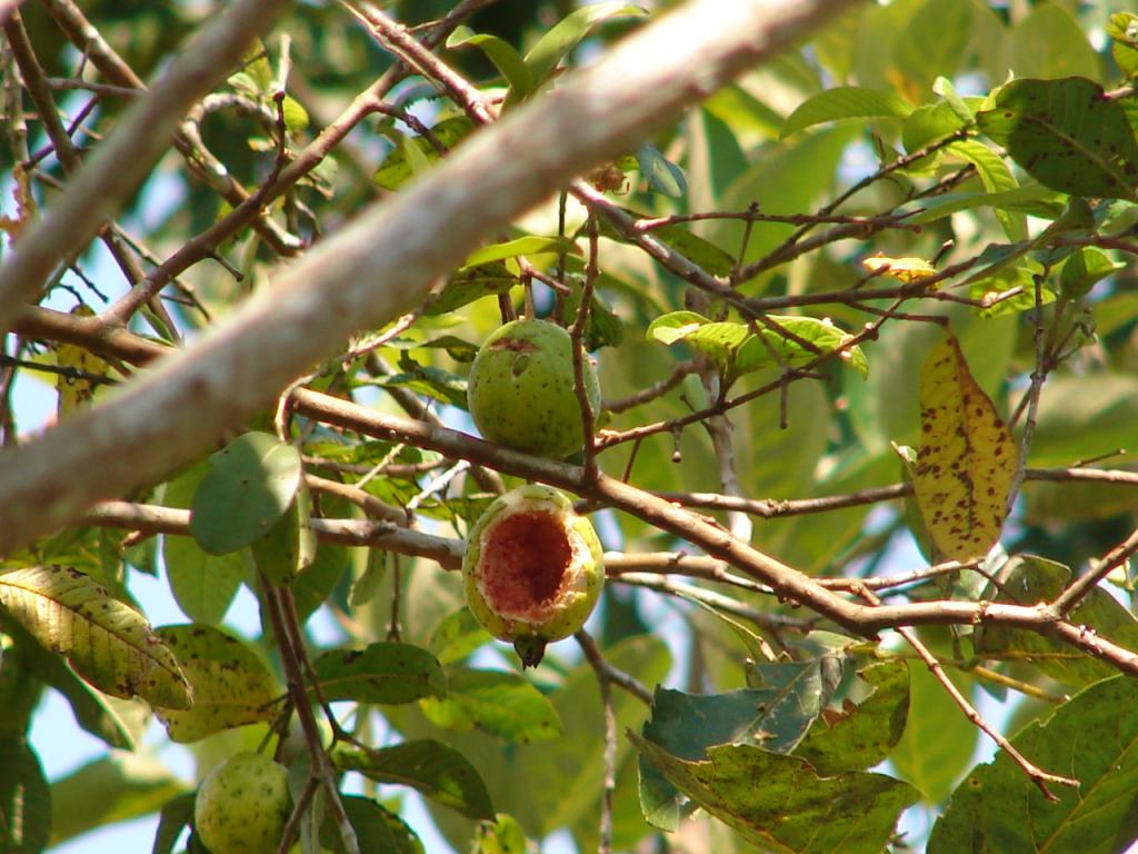 Foto de San Carlos (Alajuela), Costa Rica