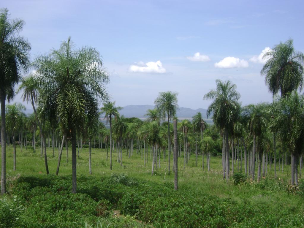 Foto de Cerro Caacupe (Departamento de Cordillera), Paraguay