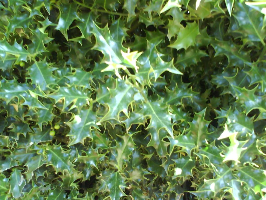 Foto de San Ildefonso (La Granja) (Segovia), España