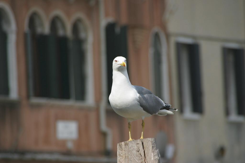 Foto de Venecia, Italia