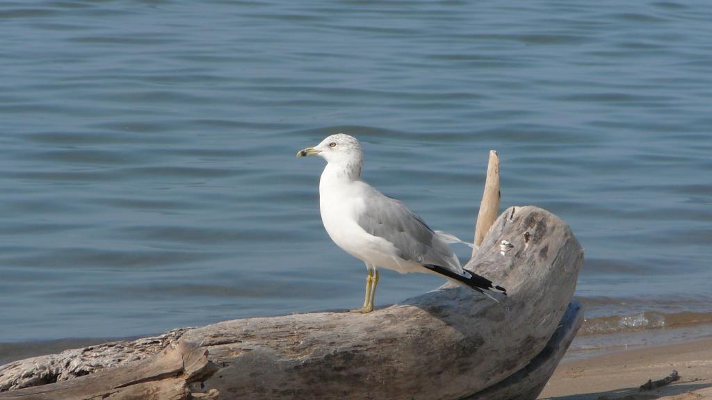 Foto de Pinery Park, Canadá