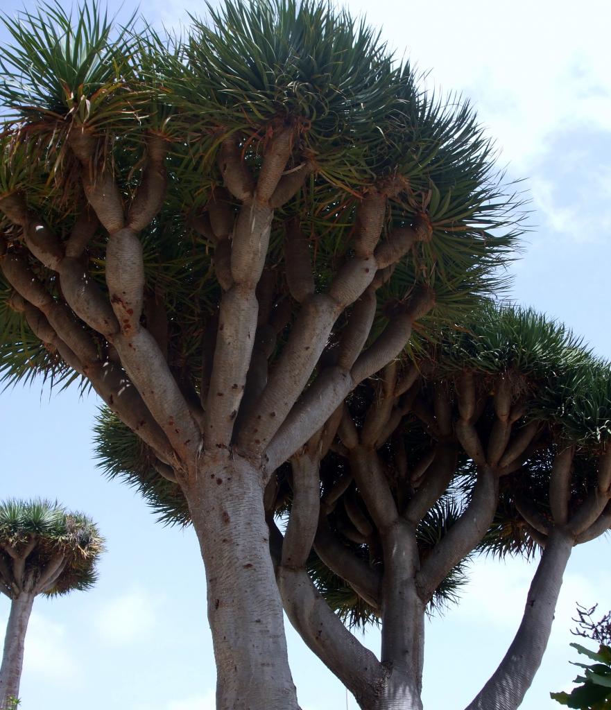 Foto de Arucas (Las Palmas), España