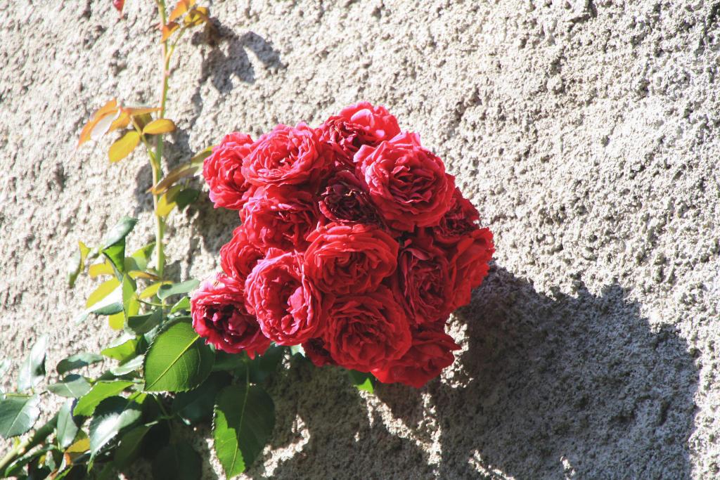 Foto de Vallfogona de Ripollès (Girona), España