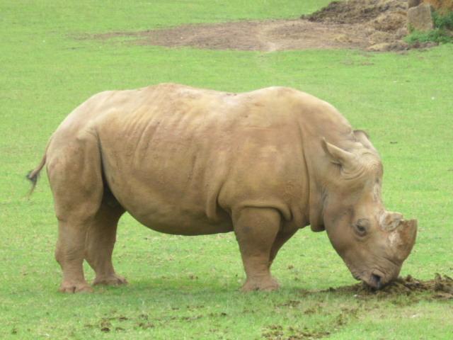 Foto de Cabarceno (Cantabria), España
