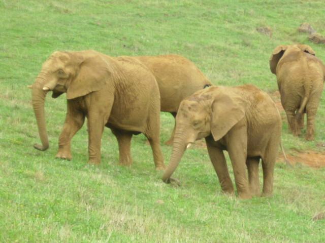 Foto de Cabarceno (Cantabria), España