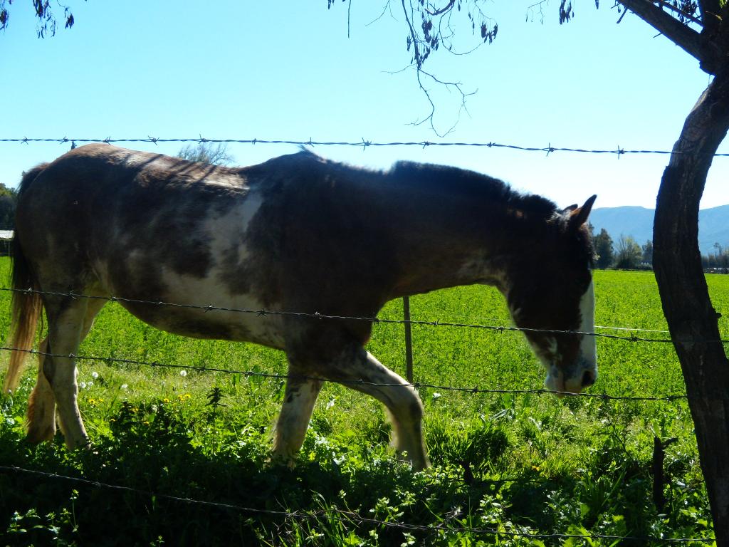 Foto de Pirque, Chile