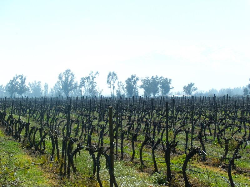 Foto de Pirque, Chile