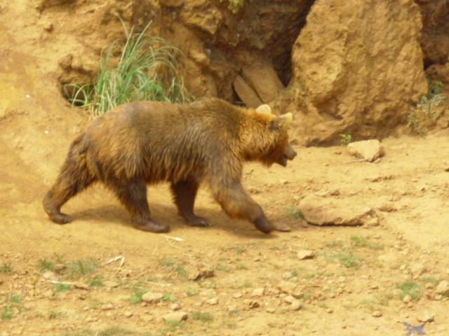 Foto de Cabarceno (Cantabria), España