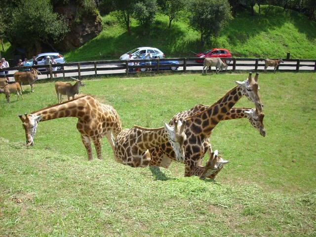 Foto de Cabarceno (Cantabria), España