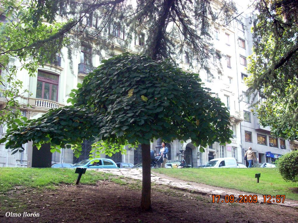 Foto de Oviedo (Asturias), España