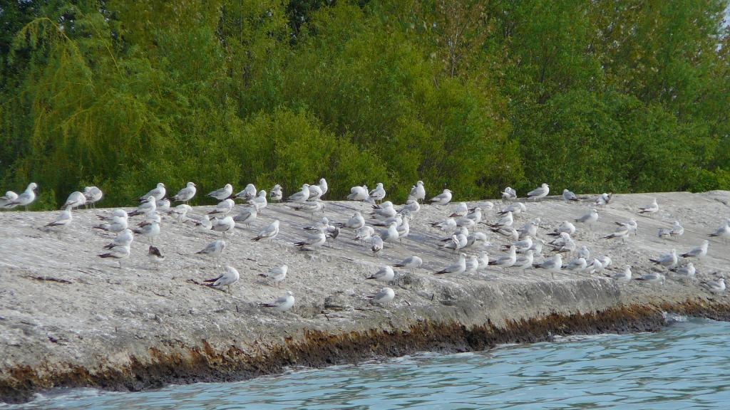 Foto de Port Stanley, Canadá