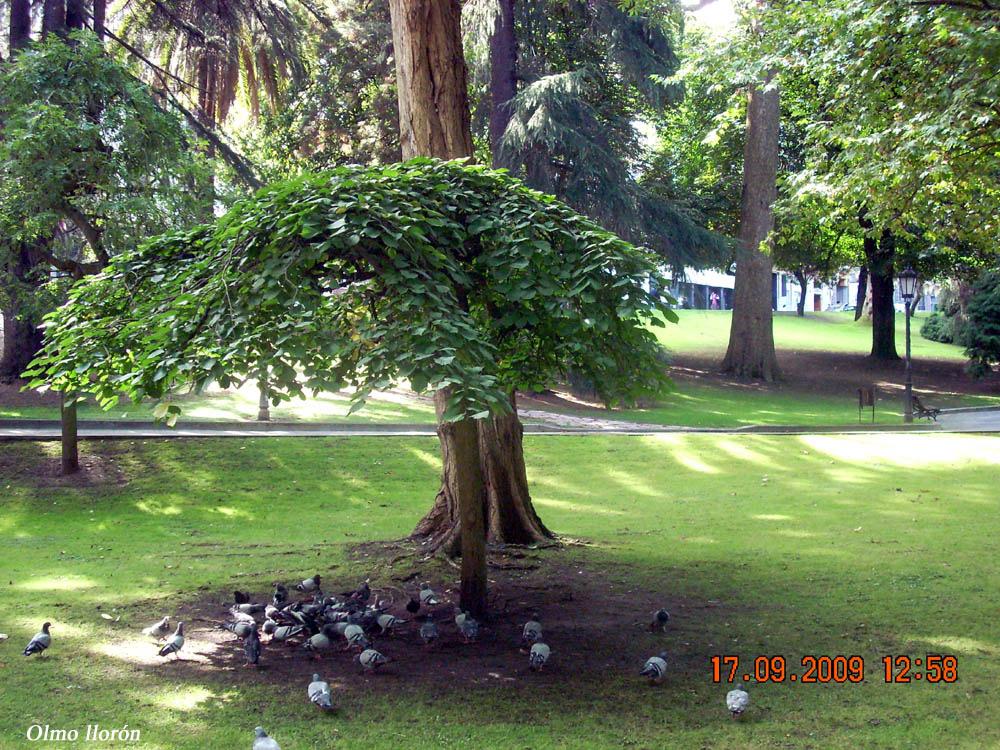 Foto de Oviedo (Asturias), España