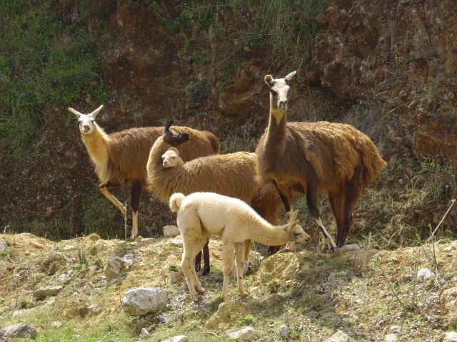 Foto de Cabarceno (Cantabria), España