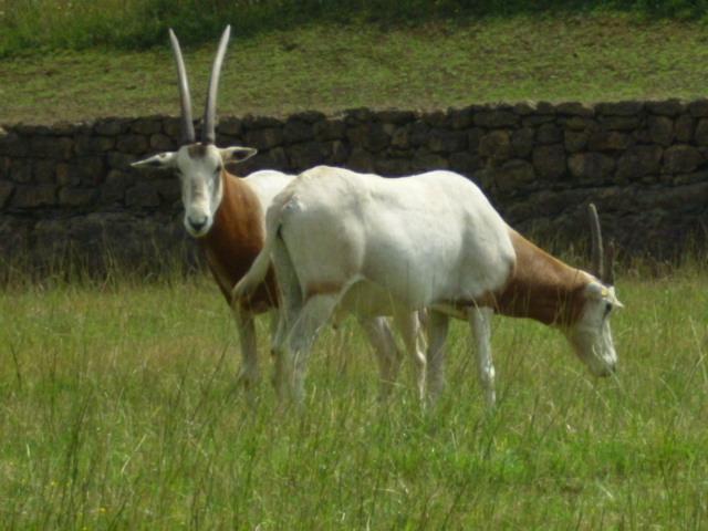 Foto de Cabarceno (Cantabria), España