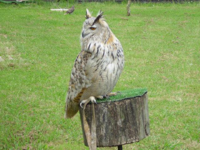 Foto de Cabarceno (Cantabria), España