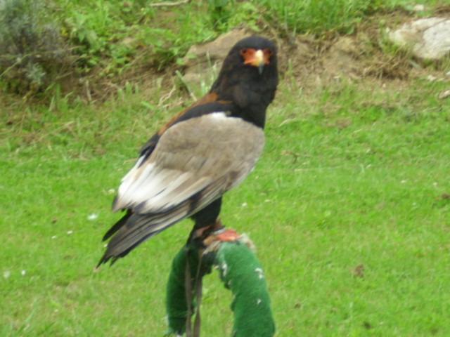 Foto de Cabarceno (Cantabria), España