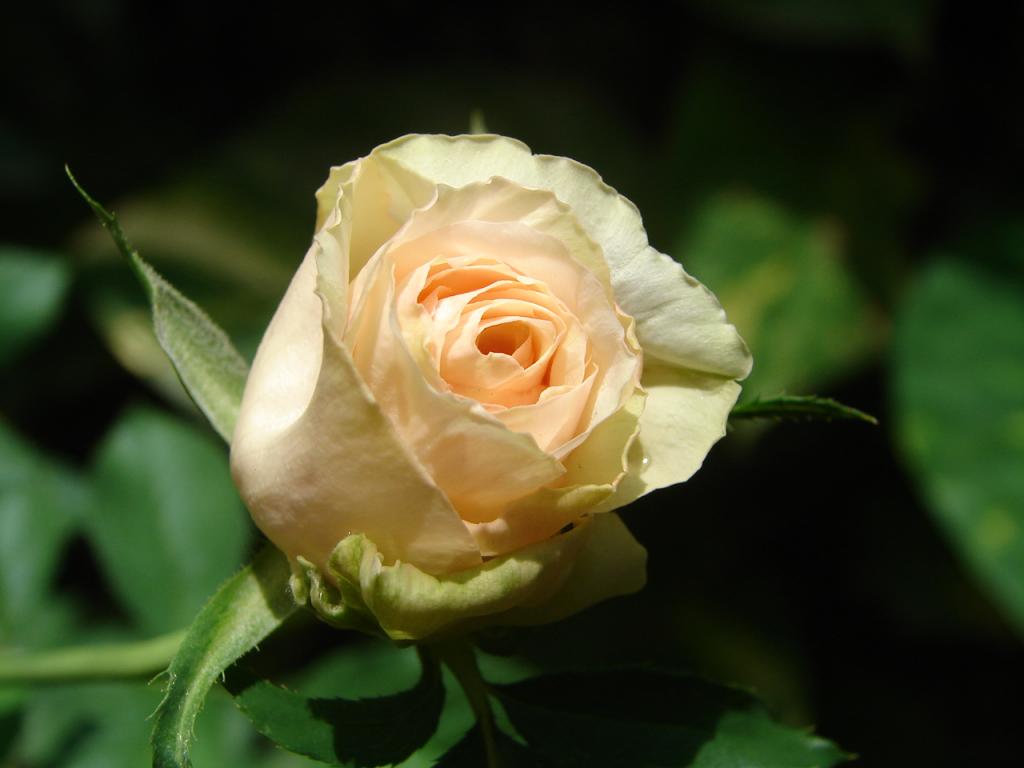 Foto de Puntarenas, Costa Rica