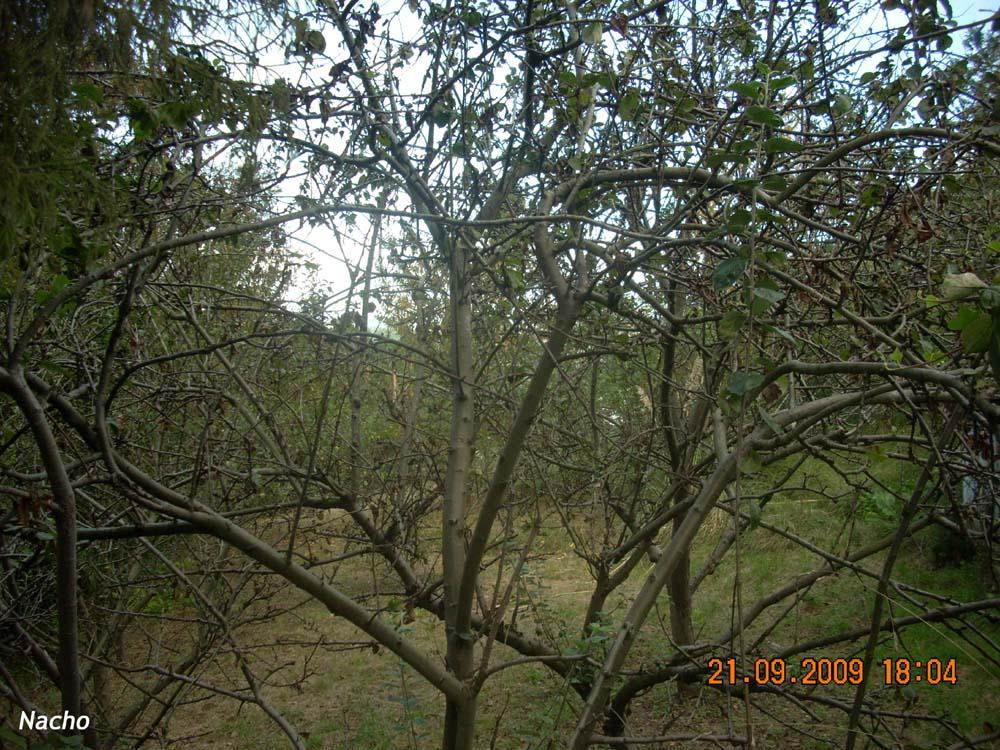 Foto de Figarines (Oviedo) (Asturias), España