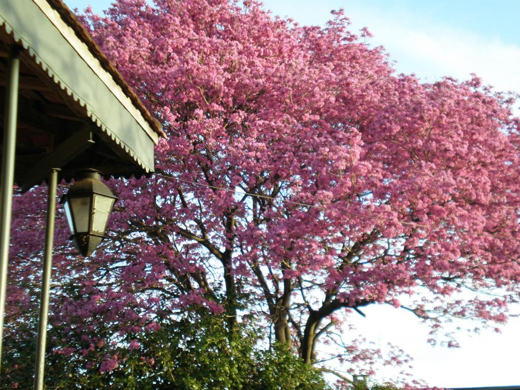 Foto de Salto, Uruguay