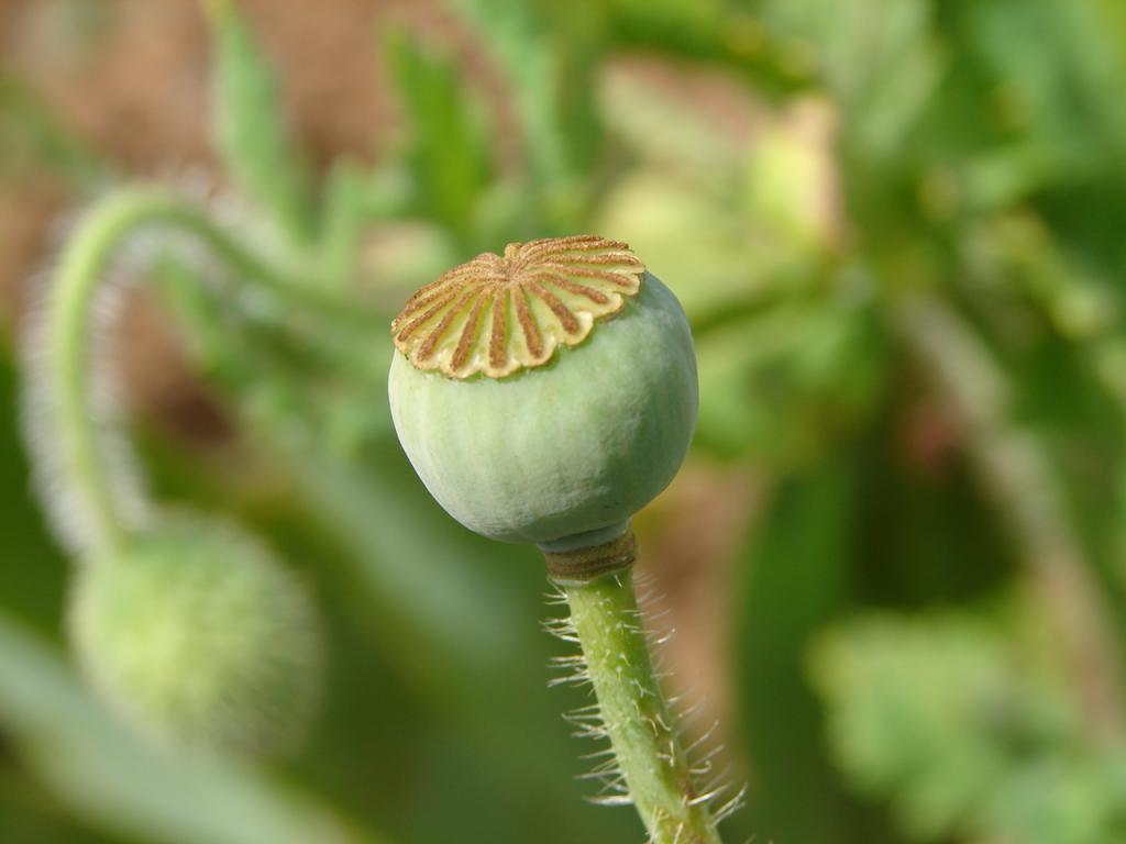 Foto de Alfaro Ruiz (Alajuela), Costa Rica