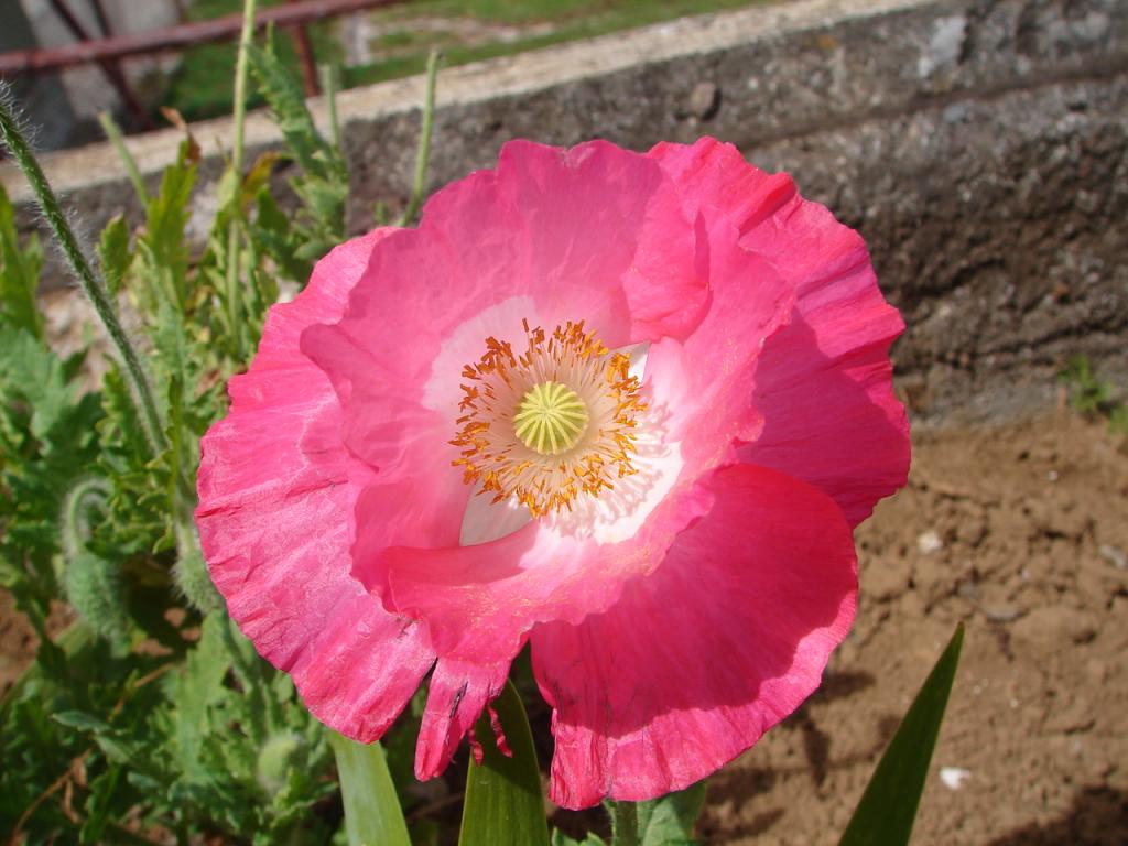 Foto de Alfaro Ruiz (Alajuela), Costa Rica
