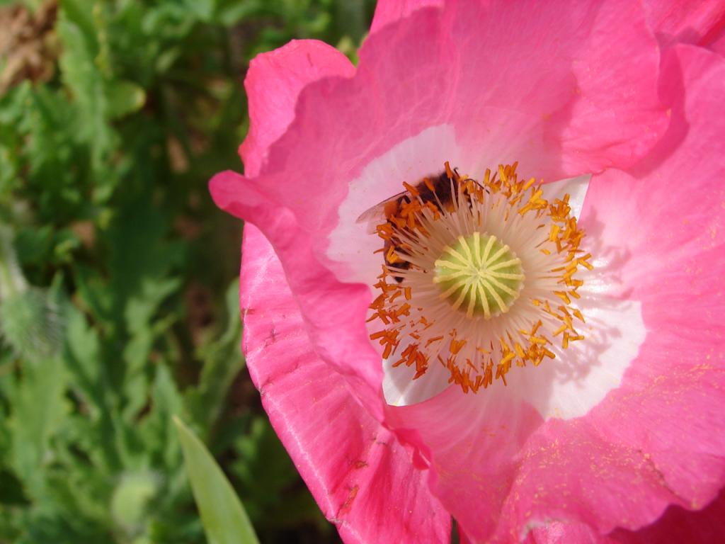 Foto de Alfaro Ruiz (Alajuela), Costa Rica