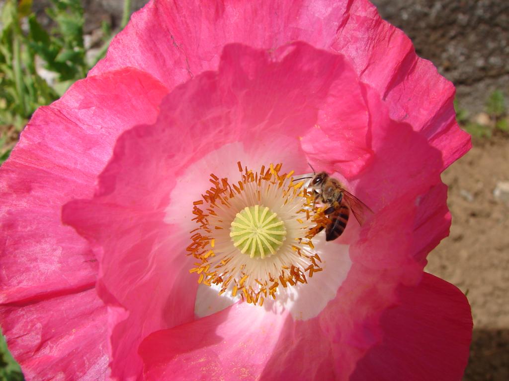 Foto de Alfaro Ruiz (Alajuela), Costa Rica