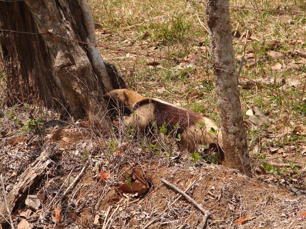 Foto de Cobano (Puntarenas), Costa Rica