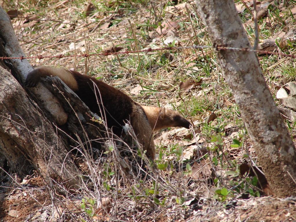 Foto de Cobano (Puntarenas), Costa Rica