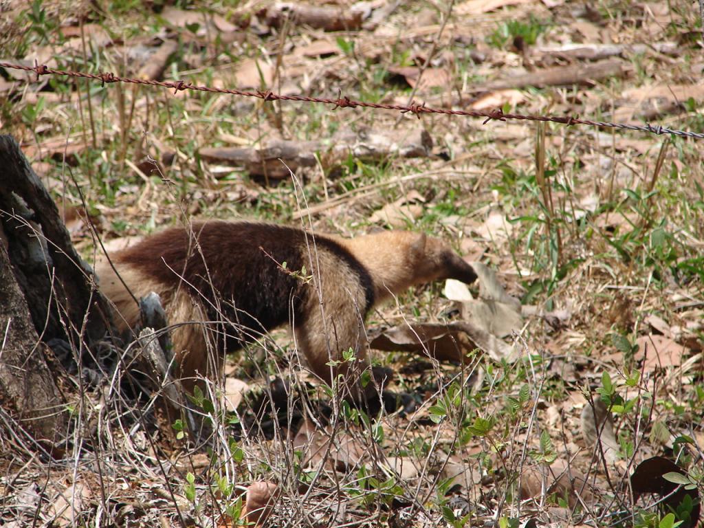 Foto de Cobano (Puntarenas), Costa Rica