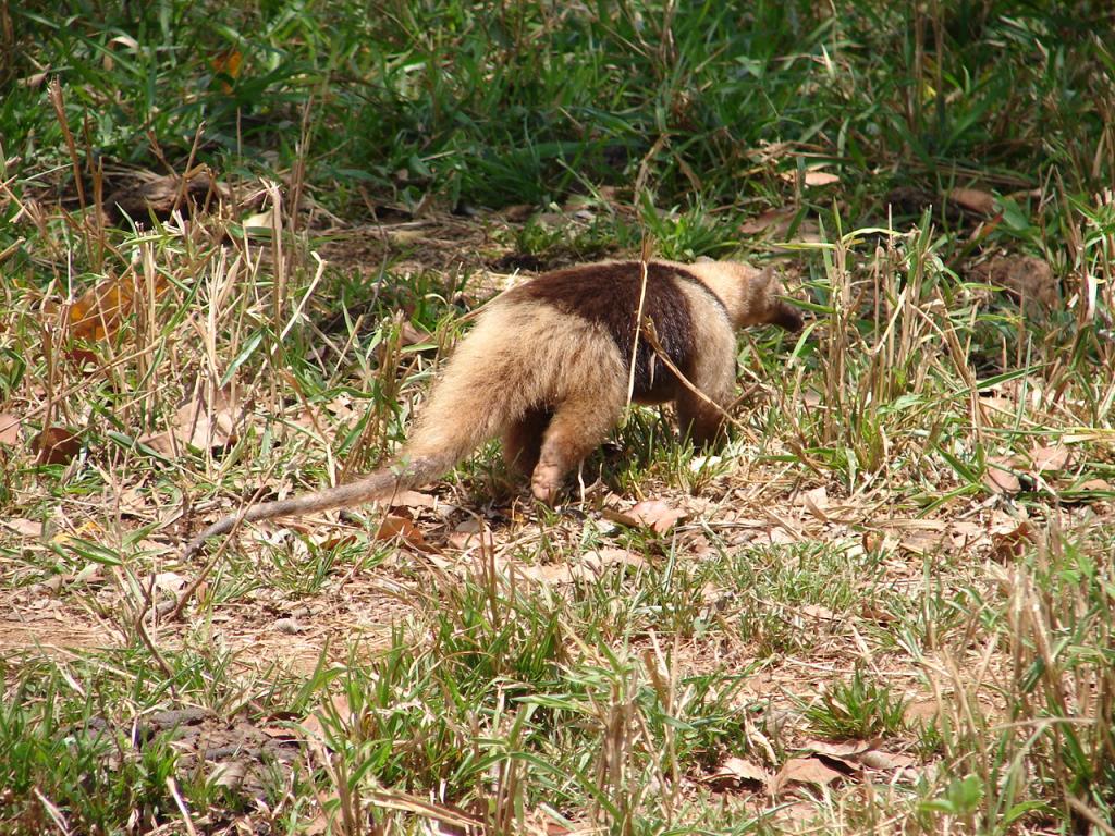 Foto de Cobano (Puntarenas), Costa Rica