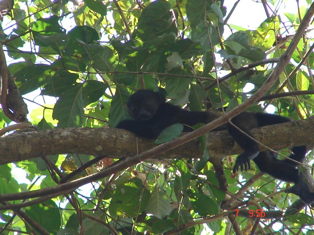 Foto de Paquera (Puntarenas), Costa Rica