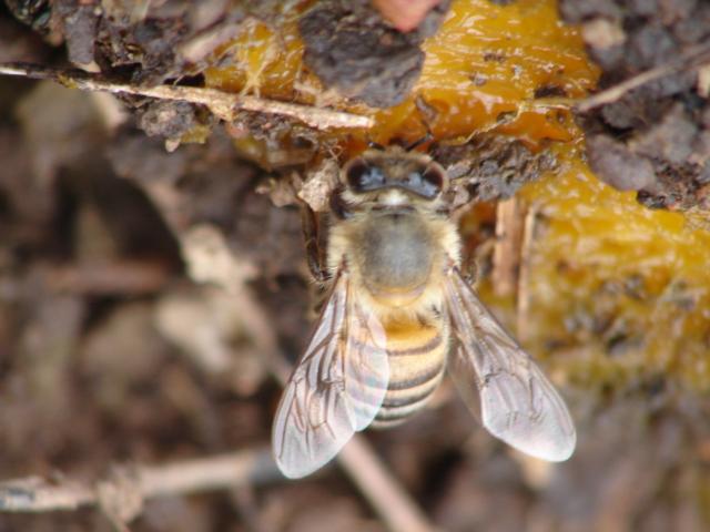 Foto de Esparza (Puntarenas), Costa Rica