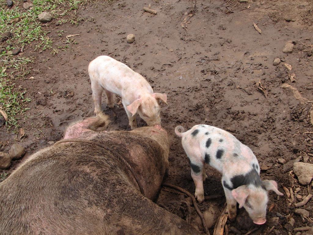 Foto de Upala (Alajuela), Costa Rica