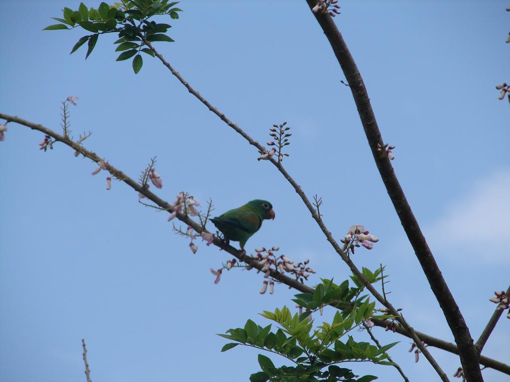 Foto de Guatuso (Alajuela), Costa Rica