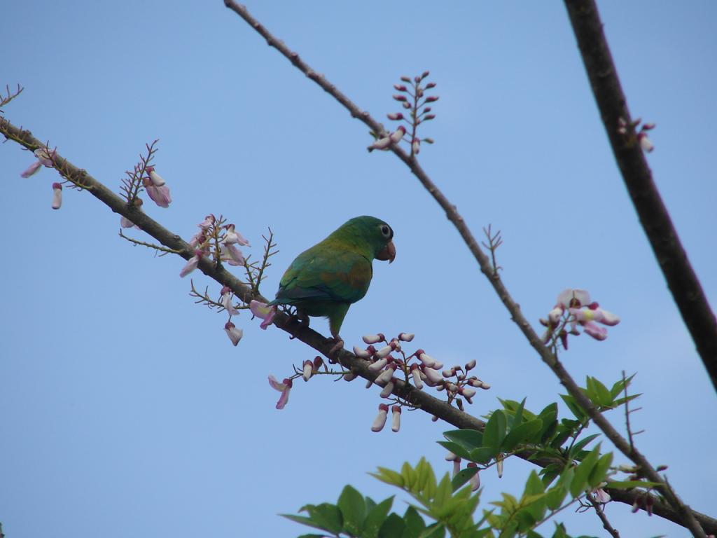 Foto de Guatuso (Alajuela), Costa Rica