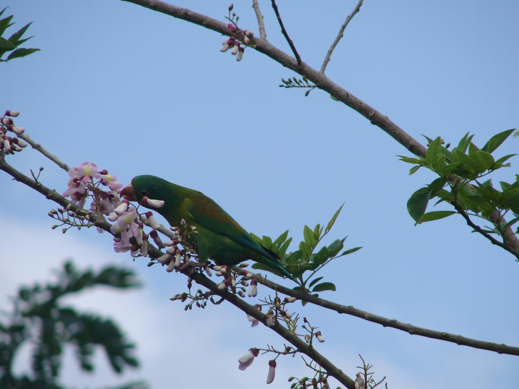 Foto de Guatuso (Alajuela), Costa Rica