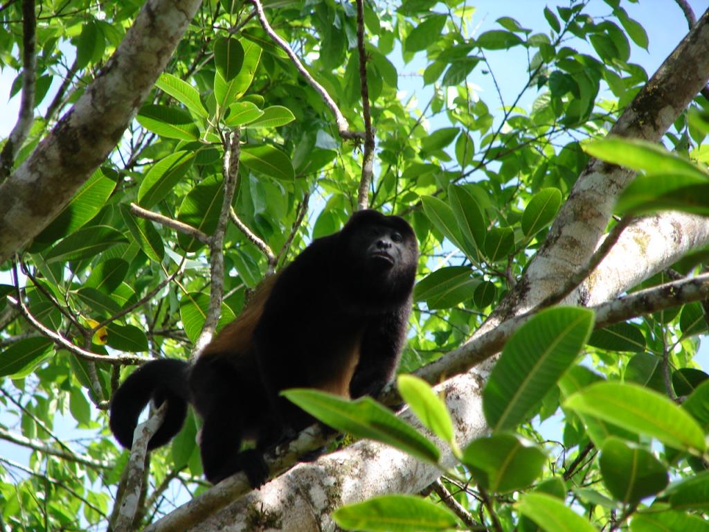 Foto de Upala (Alajuela), Costa Rica