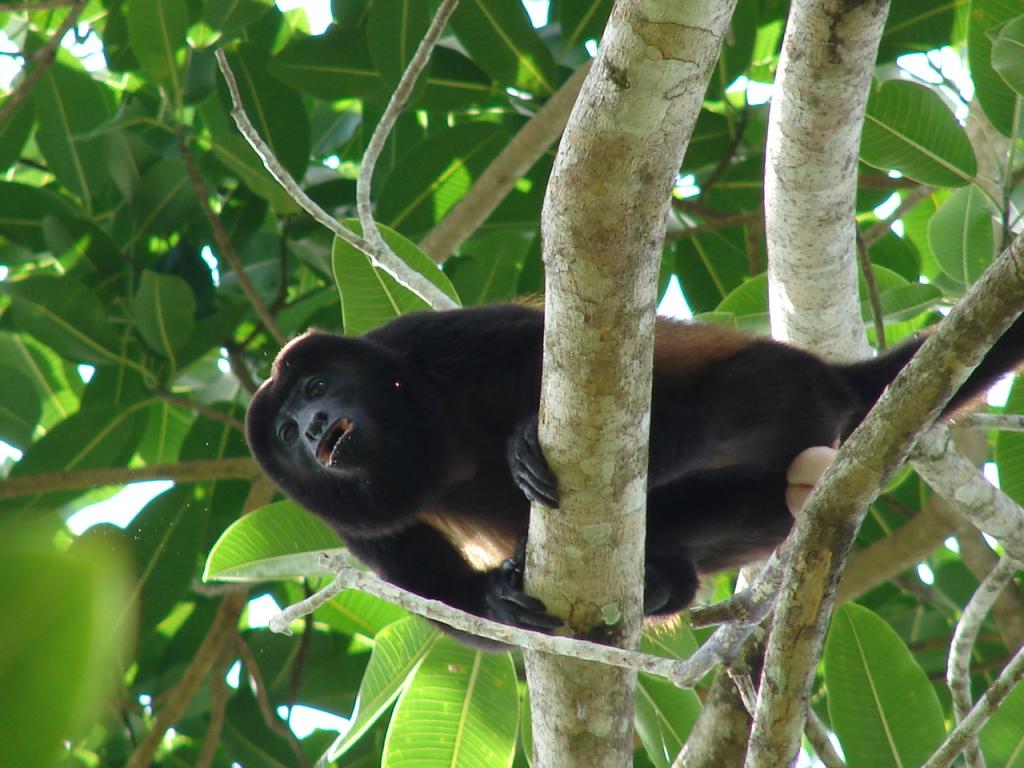 Foto de Upala (Alajuela), Costa Rica